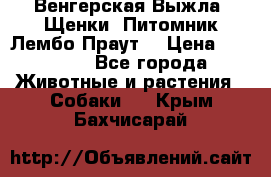 Венгерская Выжла. Щенки. Питомник Лембо Праут. › Цена ­ 35 000 - Все города Животные и растения » Собаки   . Крым,Бахчисарай